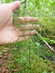 Equisetum sylvaticum image
