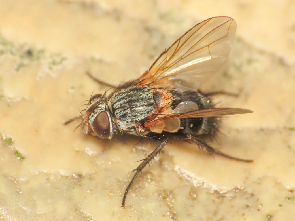 Eurysthaea