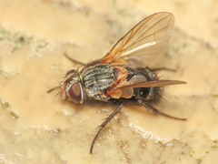 Eurysthaea scutellaris