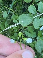 Cardamine caldeirarum