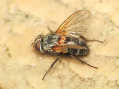 Eurysthaea scutellaris