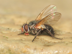 Eurysthaea scutellaris