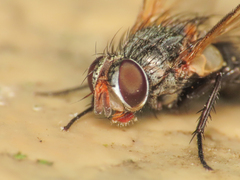 Eurysthaea scutellaris