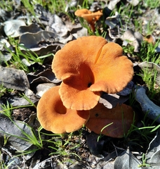 Melanomphalia omphaliopsis
