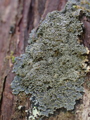 Pannaria conoplea image