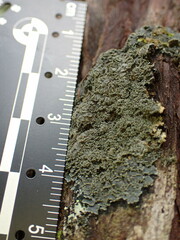 Pannaria conoplea image
