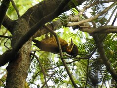 Piculus chrysochloros