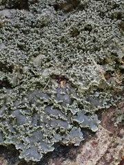 Pannaria conoplea image