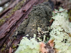 Fuscopannaria sorediata