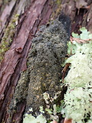 Fuscopannaria sorediata