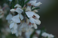 Chamaecytisus prolifer
