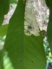 Omphalocera munroei