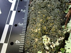 Fuscopannaria sorediata