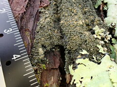 Fuscopannaria sorediata