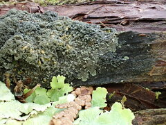 Fuscopannaria sorediata