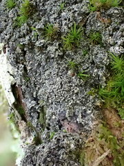 Fuscopannaria sorediata