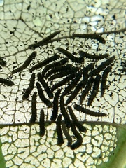 Omphalocera munroei