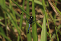 Erythrodiplax avittata