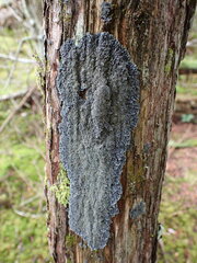 Pannaria conoplea