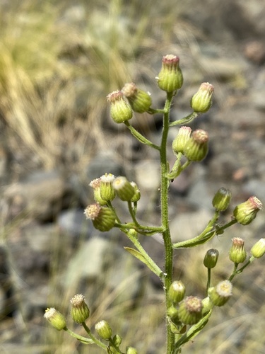 Erigeron bonariensis image