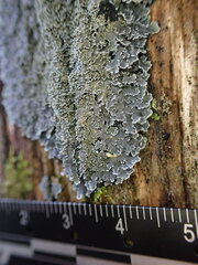 Pannaria conoplea
