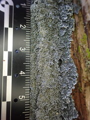 Pannaria conoplea