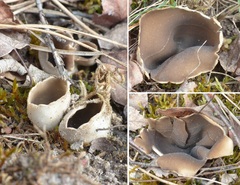 Dissingia leucomelaena