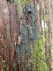 Fuscopannaria sorediata