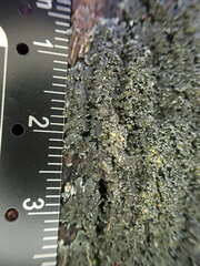 Fuscopannaria sorediata