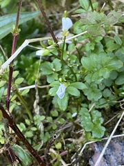 Cardamine caldeirarum