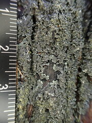 Fuscopannaria sorediata