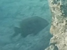 Plectroglyphidodon marginatus