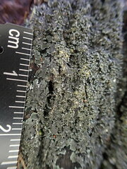 Fuscopannaria sorediata