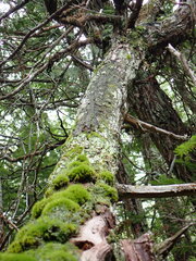 Fuscopannaria sorediata