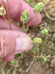 Sanguisorba occidentalis