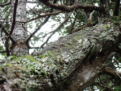Fuscopannaria sorediata