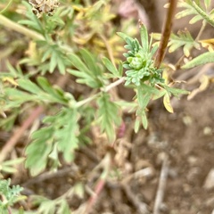 Sanguisorba occidentalis