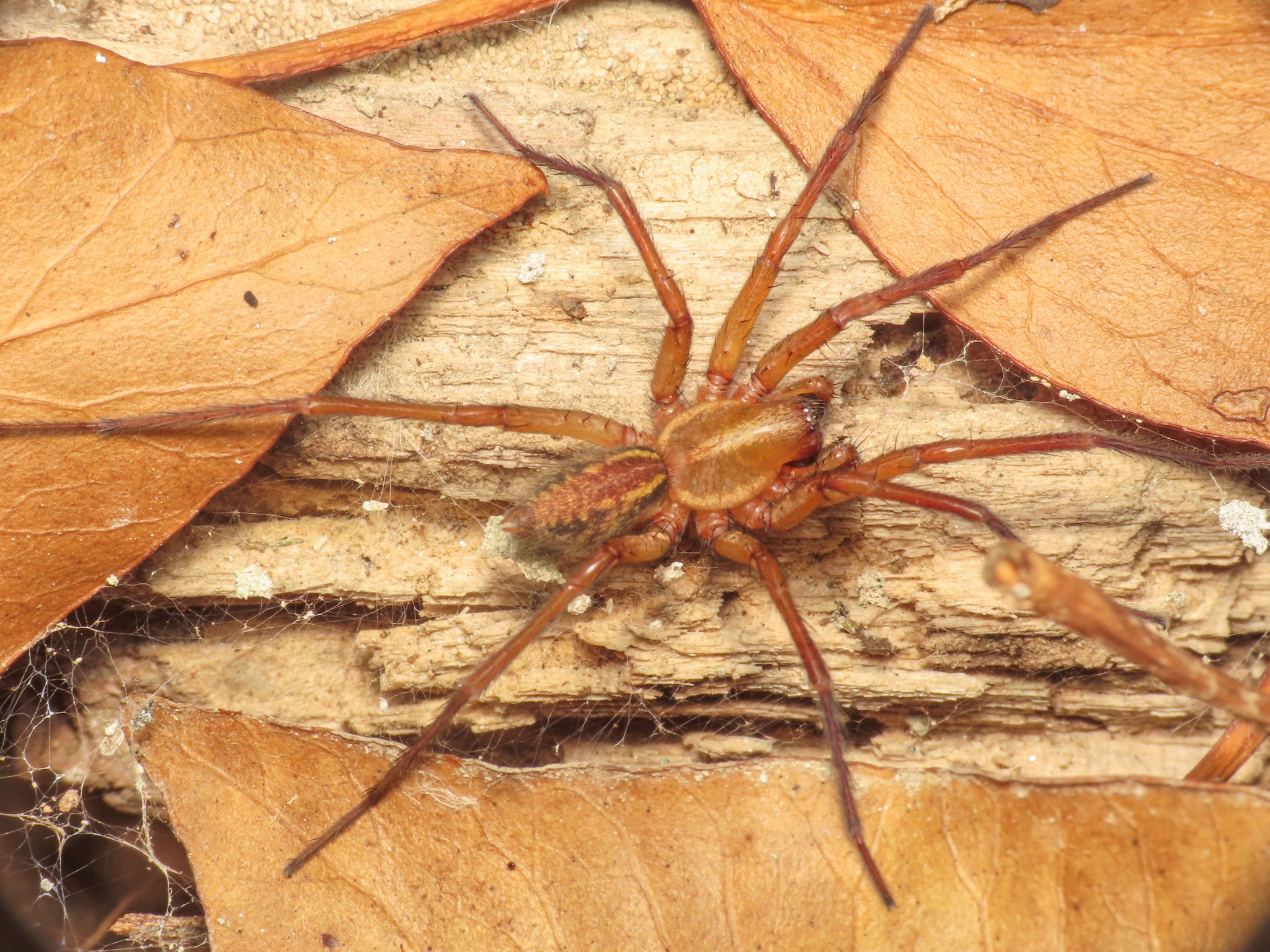 Funnel-Web Spider (Family Agelenidae) - The Firefly Forest