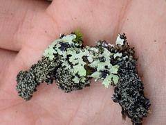 Fuscopannaria sorediata