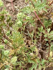 Sanguisorba occidentalis