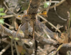 Haploglenius flavicornis