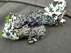 Fuscopannaria sorediata