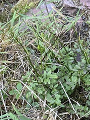 Cardamine caldeirarum