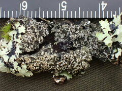 Fuscopannaria sorediata