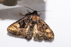 Euplexia