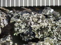 Fuscopannaria sorediata