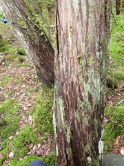 Fuscopannaria sorediata