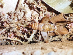 Gryllodes sigillatus