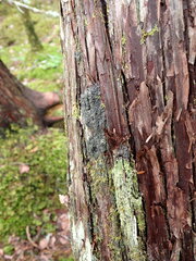 Fuscopannaria sorediata