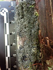 Fuscopannaria sorediata